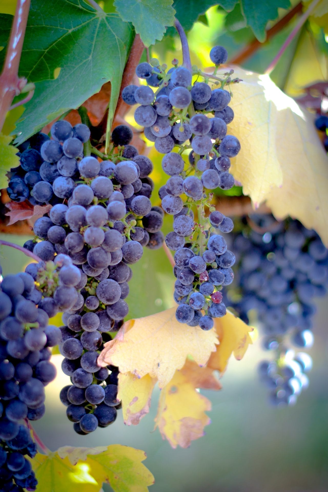 Ripe, purple, wine grapes hanging on the vine. The leaves are changing to fall colors. Photograph was taken at the Darcey Kent Winery in Livermore California, which is situated in the San Francisco Bay Area. This image is available as a fine art photograph that is signed and numbered.