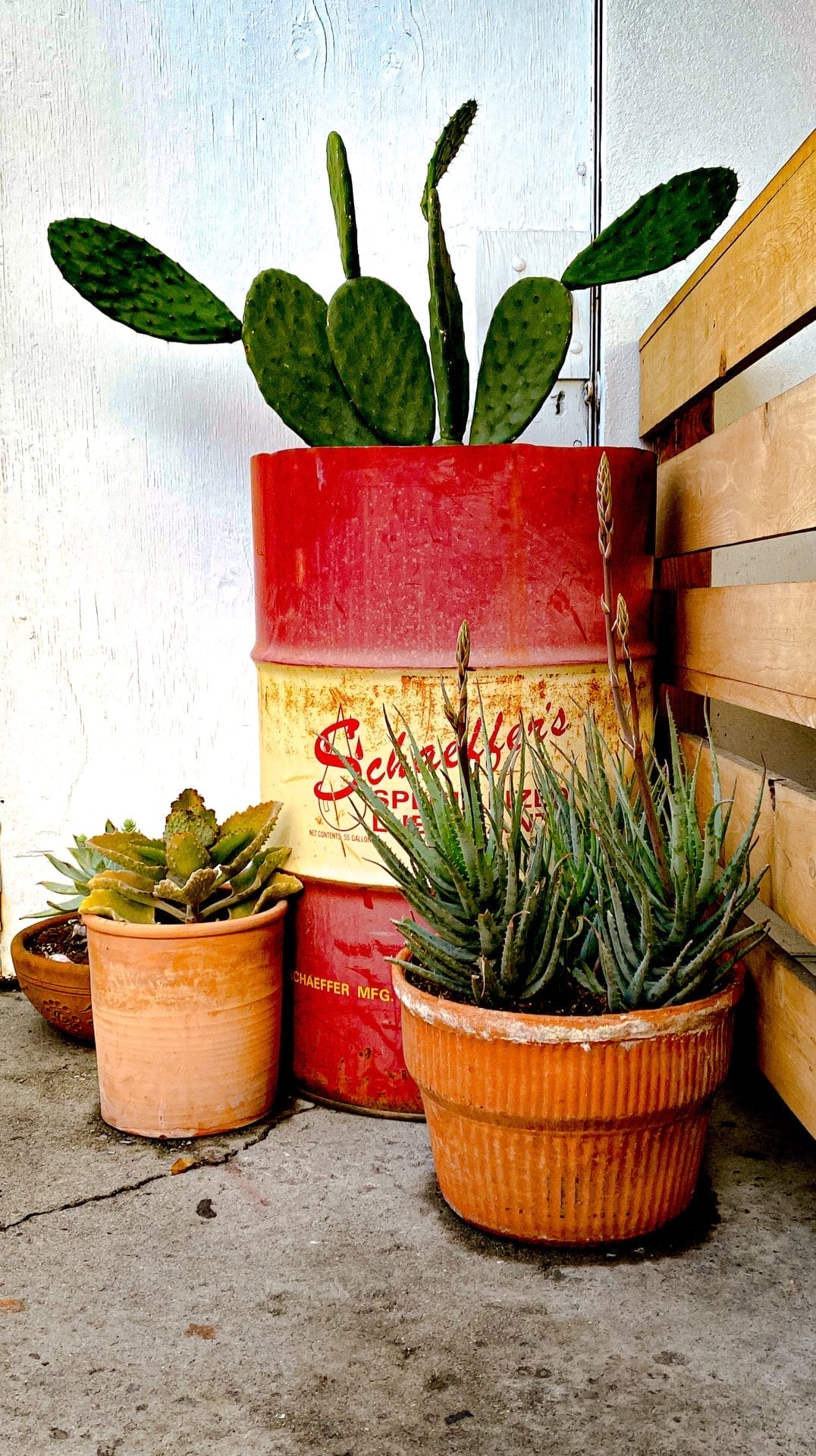 This little potted display sat in the corner of the outdoor patio at the Bar Quixote, they specialized in mezcal drinks and Sonoran hot dogs. It was a random little place on the corner of First Street and Maple in downtown Livermore, Ca. Sadly it didn't survive. I had wanted to try if for a really long time but assumed bar meant no kids, I turned out to be wrong about that. Original Vibrant Art - Still Life color photography glimmer