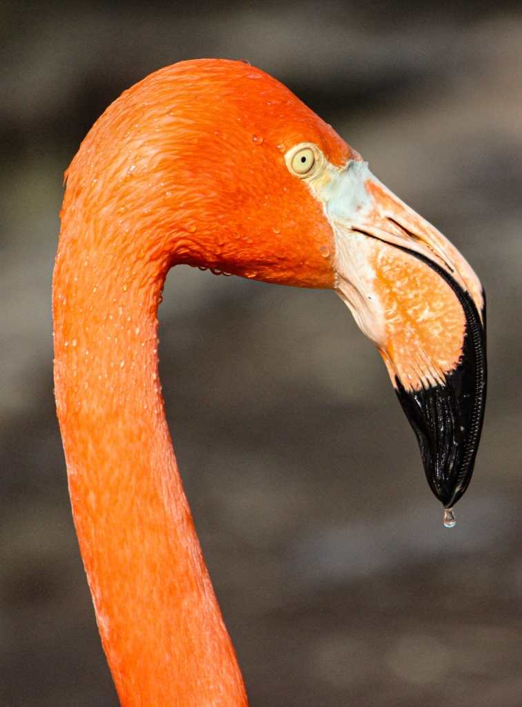 Bright pink captive flamingo with water droplets on its head. There is a water drop at the tip of its beak as well.